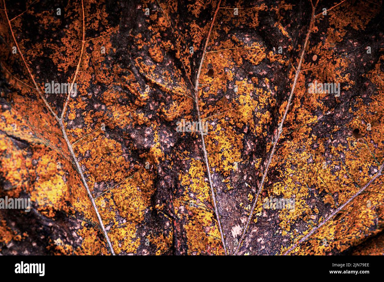 Hintergrundbild eines getrockneten Butterbur-Pflanzenblattes Stockfoto