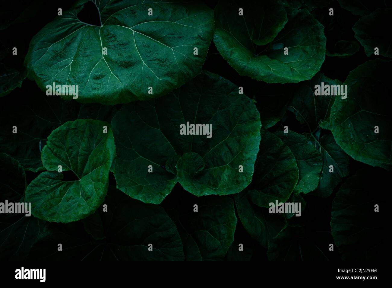 Ein dunkles Hintergrundbild mit riesigen Butterbur-Pflanzen Stockfoto