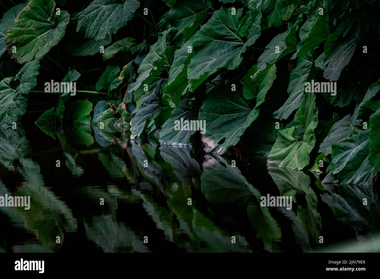 Hintergrundbild von riesigen Butterbur-Pflanzen am Wasserrand Stockfoto