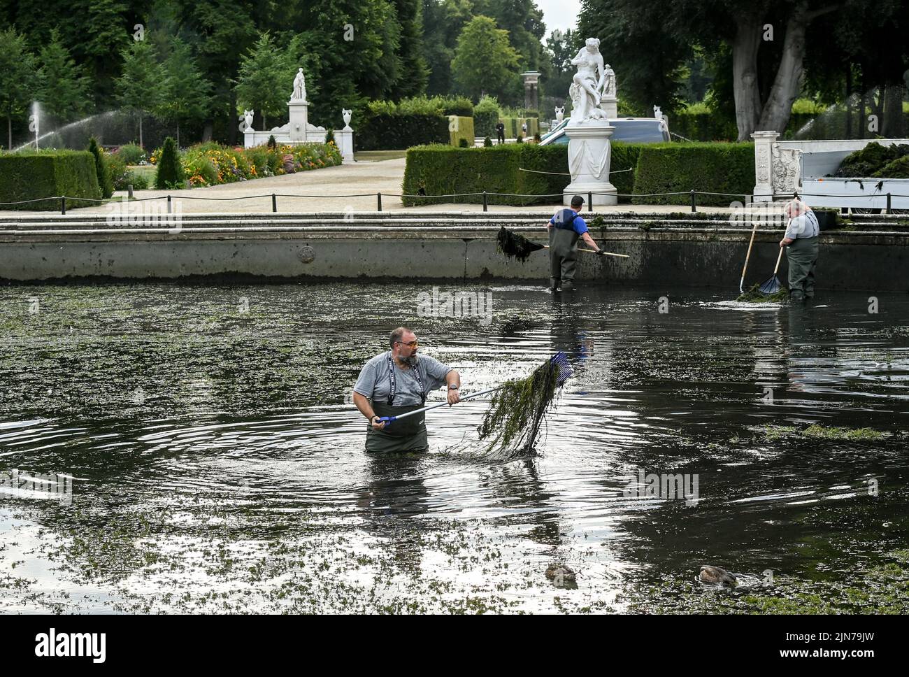 Potsdam, Deutschland. 09. August 2022. Mitarbeiter der Stiftung Preußische Schlösser und Gärten entfernen das Algenwachstum aus dem Wasserbecken des Großen Brunnens im Park Sanssouci, das hauptsächlich aus Meerjungfrauen-Unkraut und Wasserpflanzen besteht. Normalerweise geschieht dies einmal im Jahr, wenn das Wasser ebenfalls vollständig abgelassen wird. In den letzten Jahren ist das Wachstum durch Sonnenlicht und den Einsatz von Wasser aus der Havel so stark angestiegen, dass eine weitere Reinigung notwendig ist. Quelle: Jens Kalaene/dpa/Alamy Live News Stockfoto