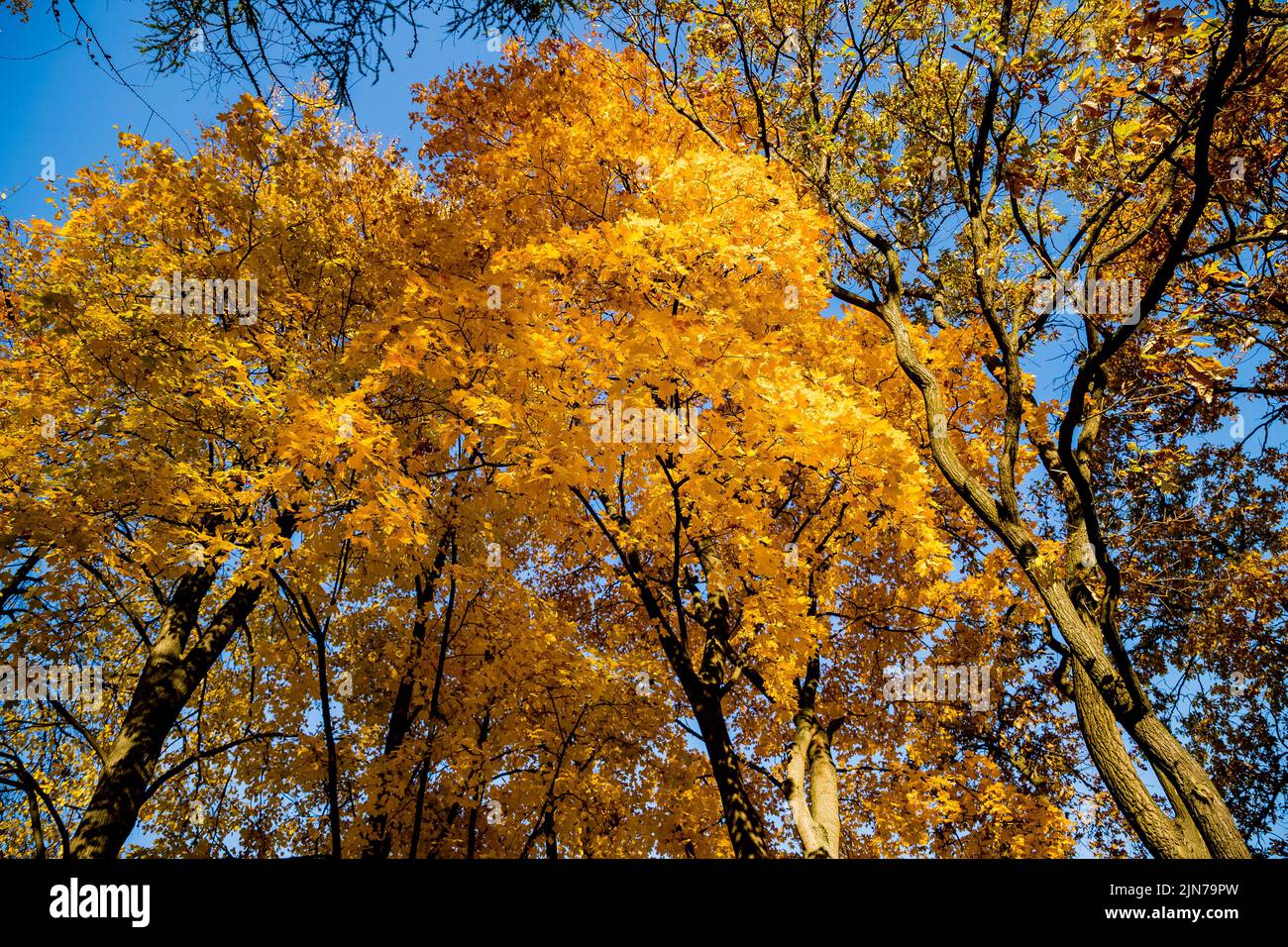 Blick von unten auf die Baumkronen im Herbstwald. Herrliche Morgenszene im bunten Wald. Stockfoto