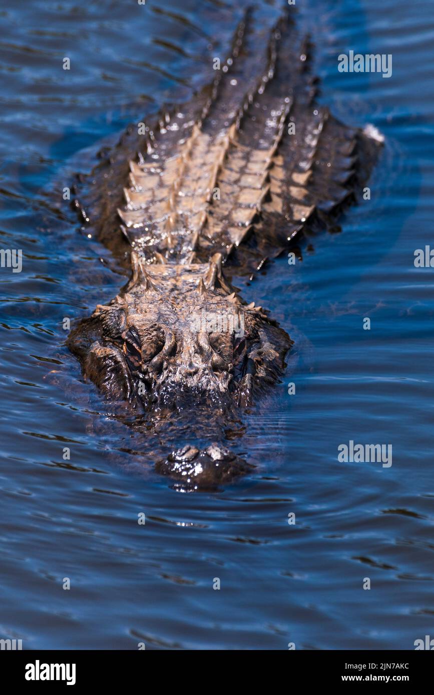 Ein amerikanischer Alligator zieht am 31. Mai 2021 in D'Olive Creek in Daphne, Alabama, entlang eines Stadtparks, der als Gator Alley bekannt ist. Stockfoto