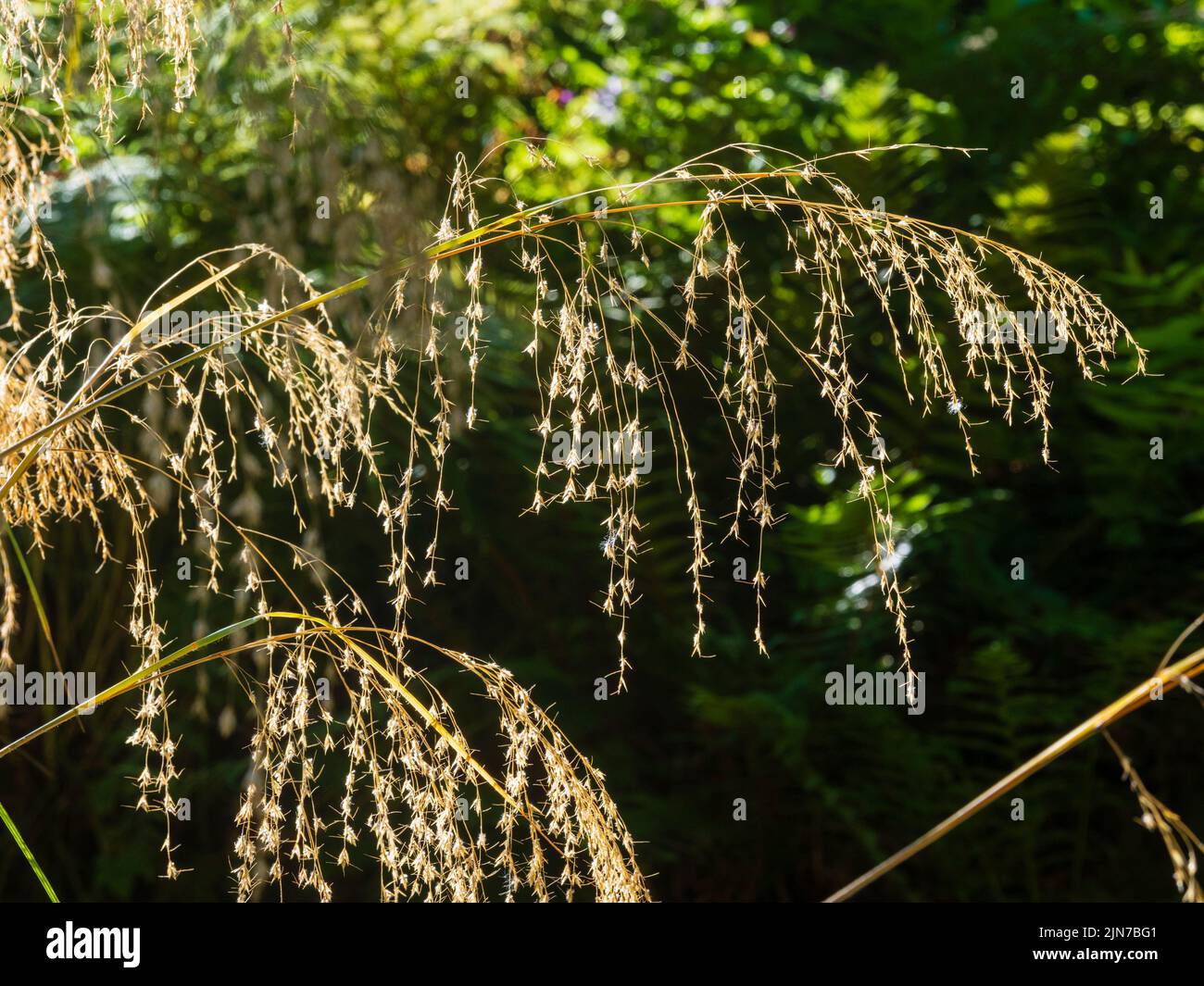 Kaskadierende Plumose blühende Spitzen des sommerblühenden winterharten immergrünen Stoßsackgrases, Chionochloa auffallend Stockfoto