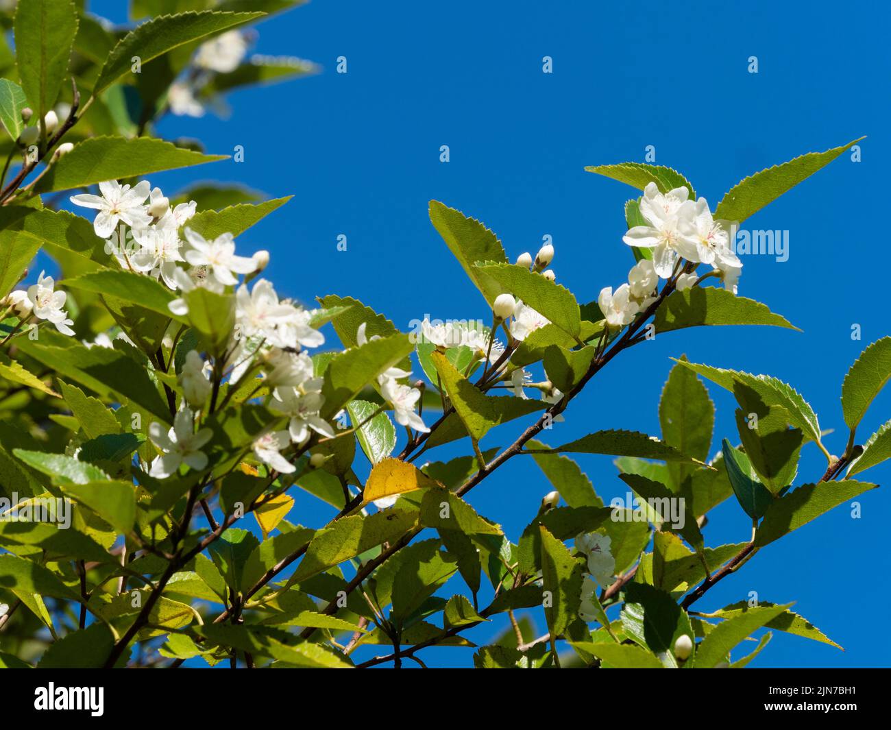 Weiße, später sommerliche Blüten des winterharten, immergrünen neuseeländischen Ribbonholzes, Hoheria sexstylosa 'Stardust' Stockfoto
