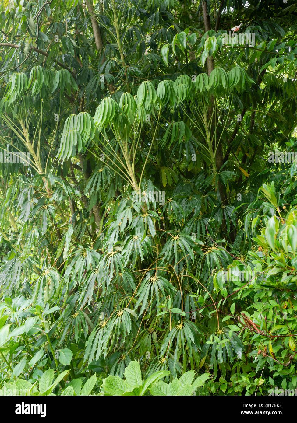 Tropisch aussehendes, palmates, immergrüner Laub des Gartenhauses, Form des winterharten Regenschirmbaums, Schefflera taiwaniana Stockfoto