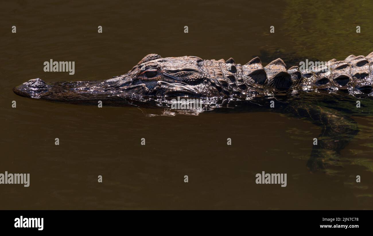 Ein amerikanischer Alligator schnappt am 31. Mai 2021 in D'Olive Creek in Daphne, Alabama, entlang eines Stadtparks, der als Gator Alley bekannt ist, auf eine Feder. Stockfoto