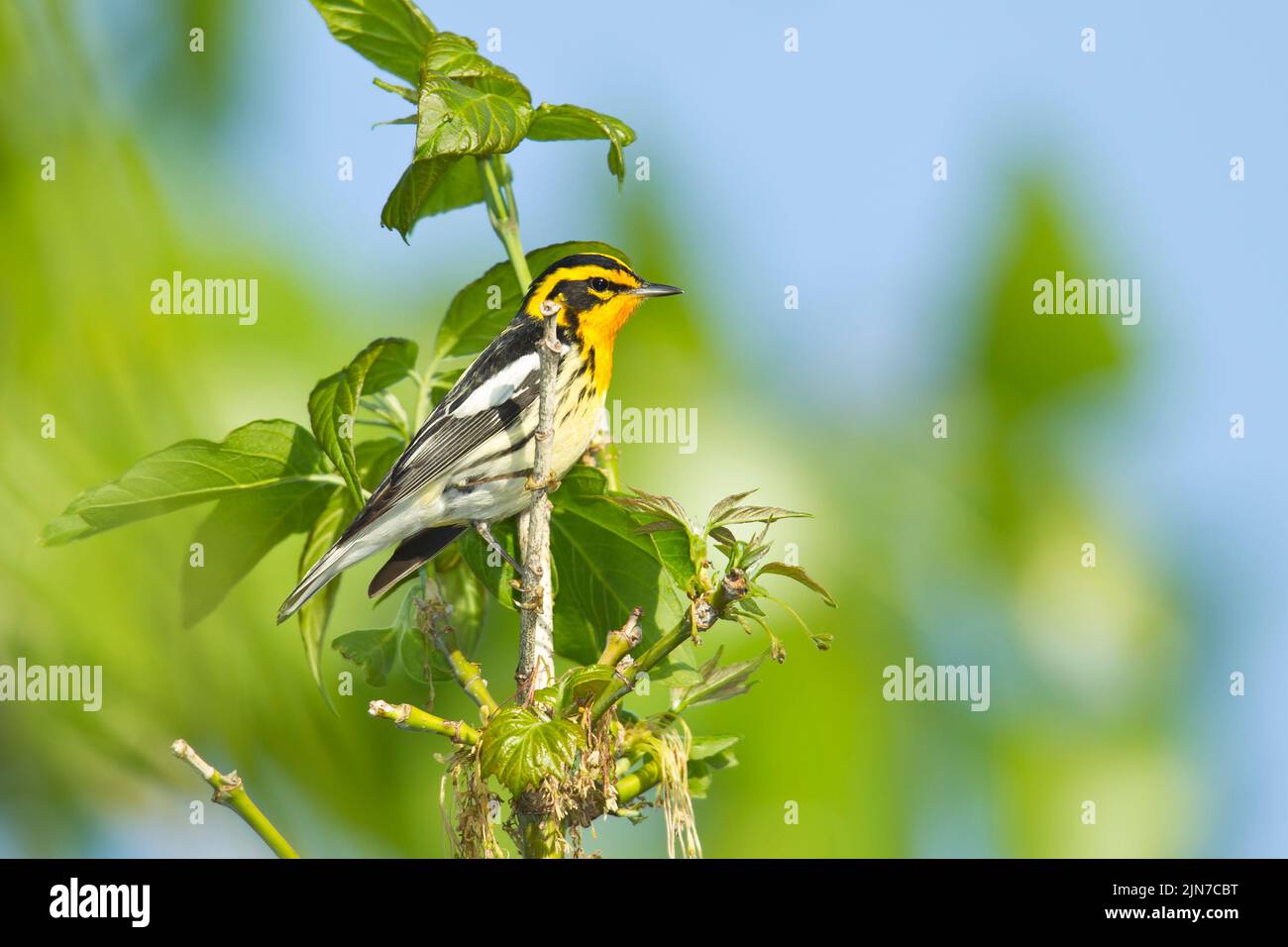 Blackburnian Warbler (Dendroica fusca), männlich, Zucht Gefieder Stockfoto