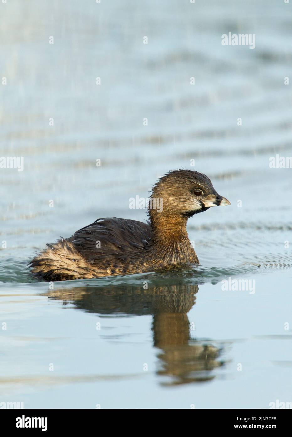 Pied – abgerechnet Grebe (Podilymbus Podiceps) Stockfoto