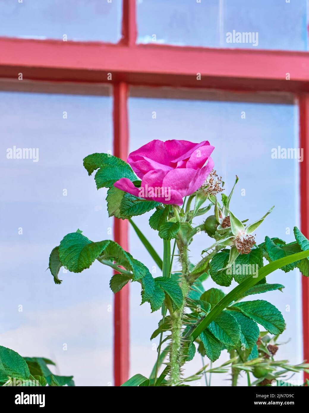 Die Weidenrose, Rosa virginiana, wächst wild vor dem Fenster eines historischen Hauses in der Nähe von Peggy's Cove Nova Scotia. Stockfoto