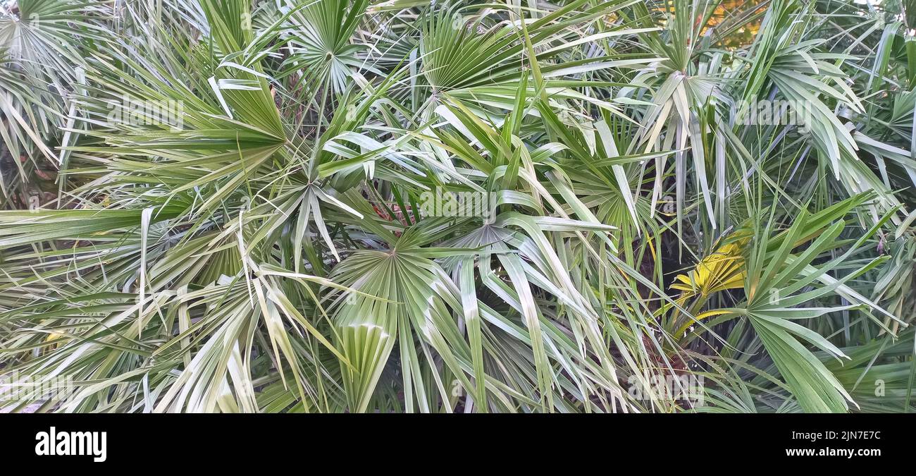 Ein schöner Palmenhintergrund - wachsende tropische Pflanzen zu Hause Stockfoto