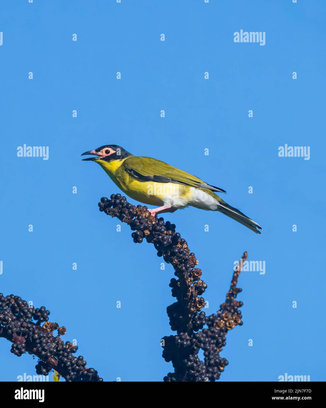 Vertikale Ansicht eines männlichen Figbird (Sphecotheres flaviventris) mit offenem Schnabel, Mungulla Station, Queensland, QLD, Australien Stockfoto