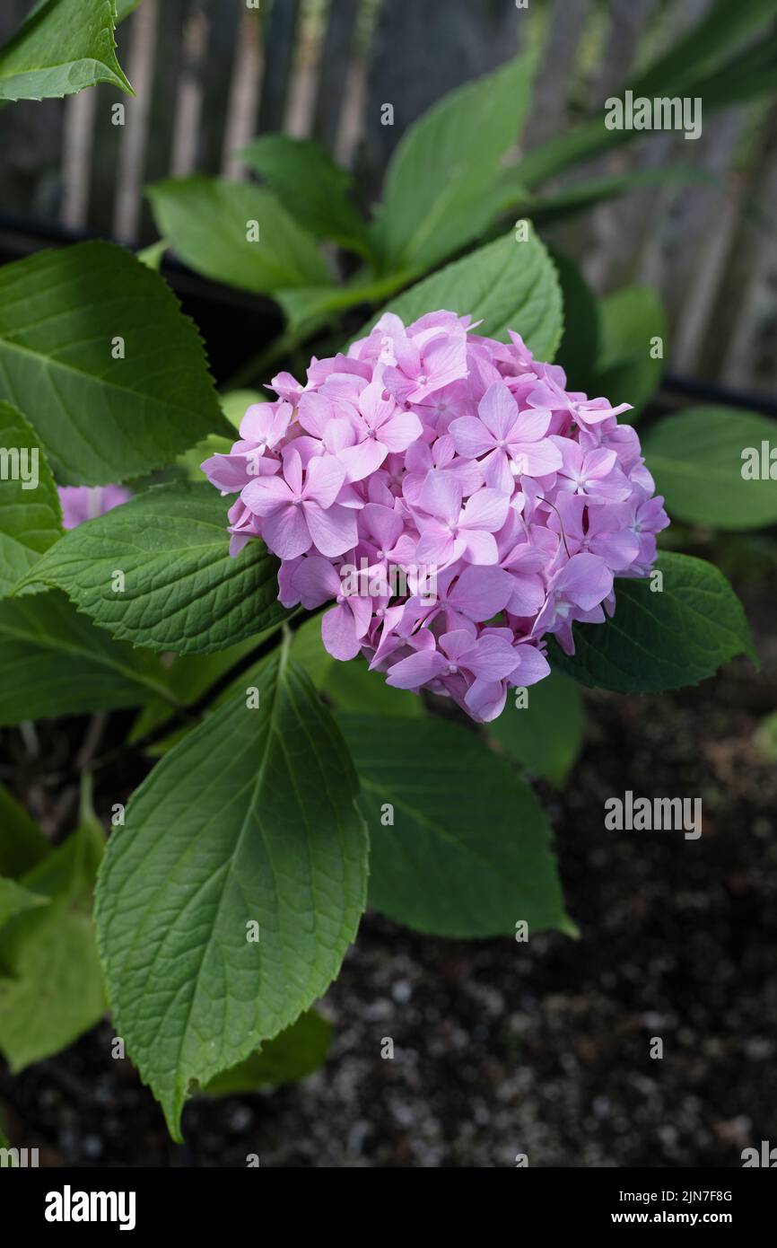 Hydrangea Macrophylla. Stockfoto