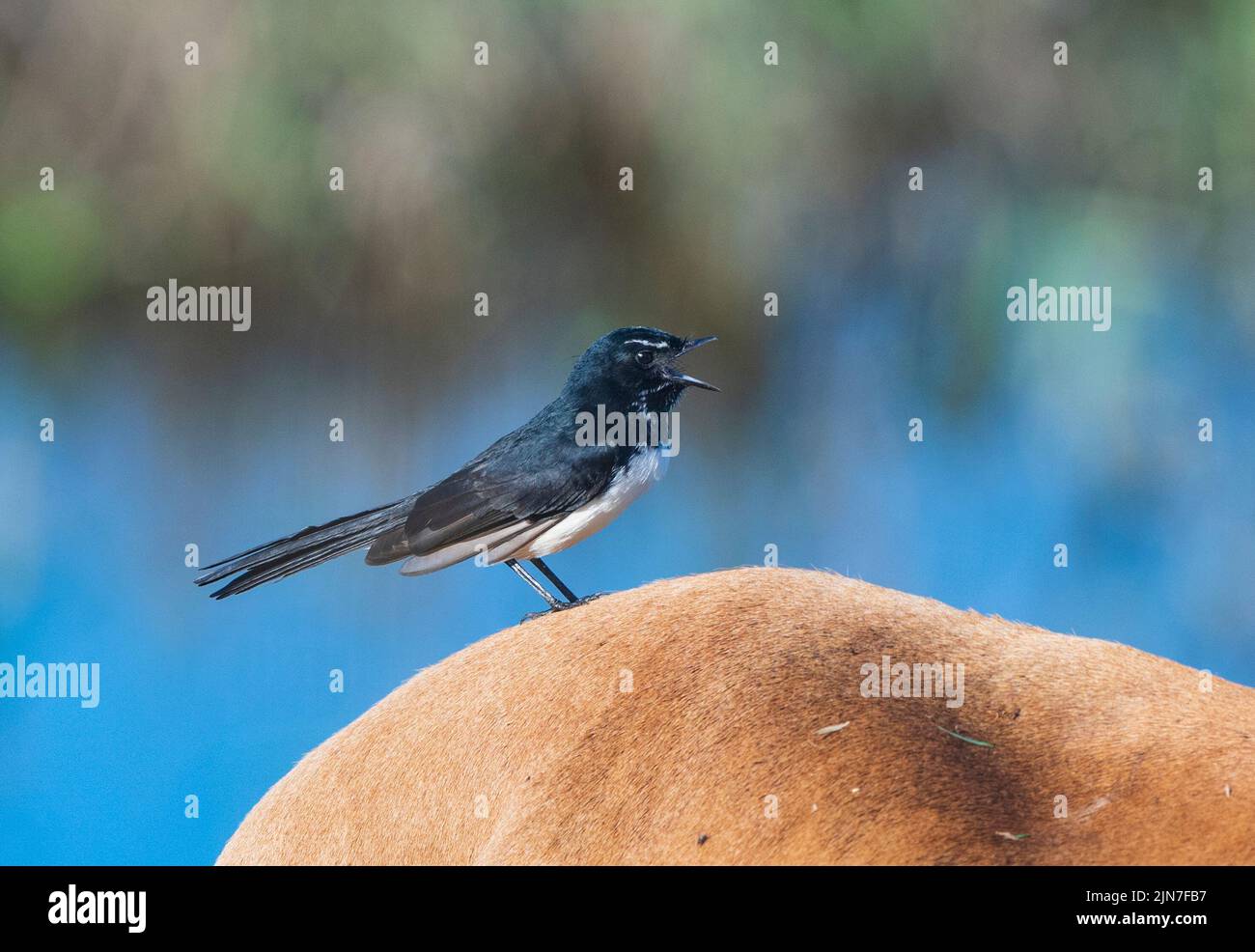 Willie Wagtail (Rhipidura leucophrys) mit seinem offenen Schnabel, der auf Rindern thront, Mungulla Station, Queensland, QLD, Australien Stockfoto