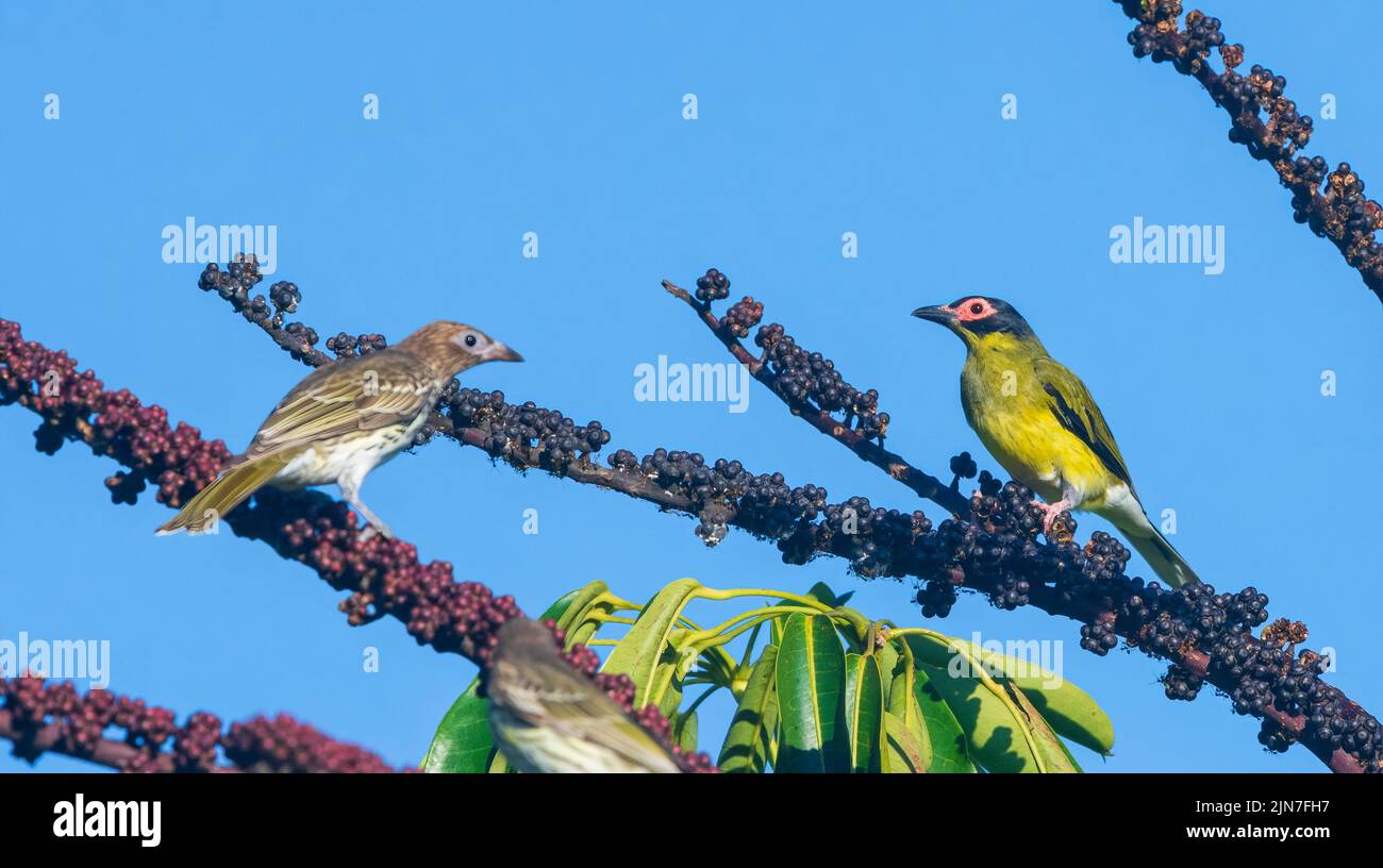 Ein Paar Australasian Figbirds (Sphecotheres flaviventris), das auf einem Zweig mit Beeren thront, Mungulla Station, Queensland, QLD, Australien Stockfoto