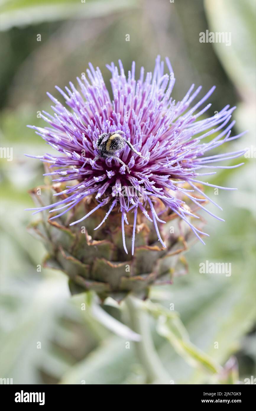 Bienen sammeln Pollen von einer Artischocken Distelblüte. Stockfoto