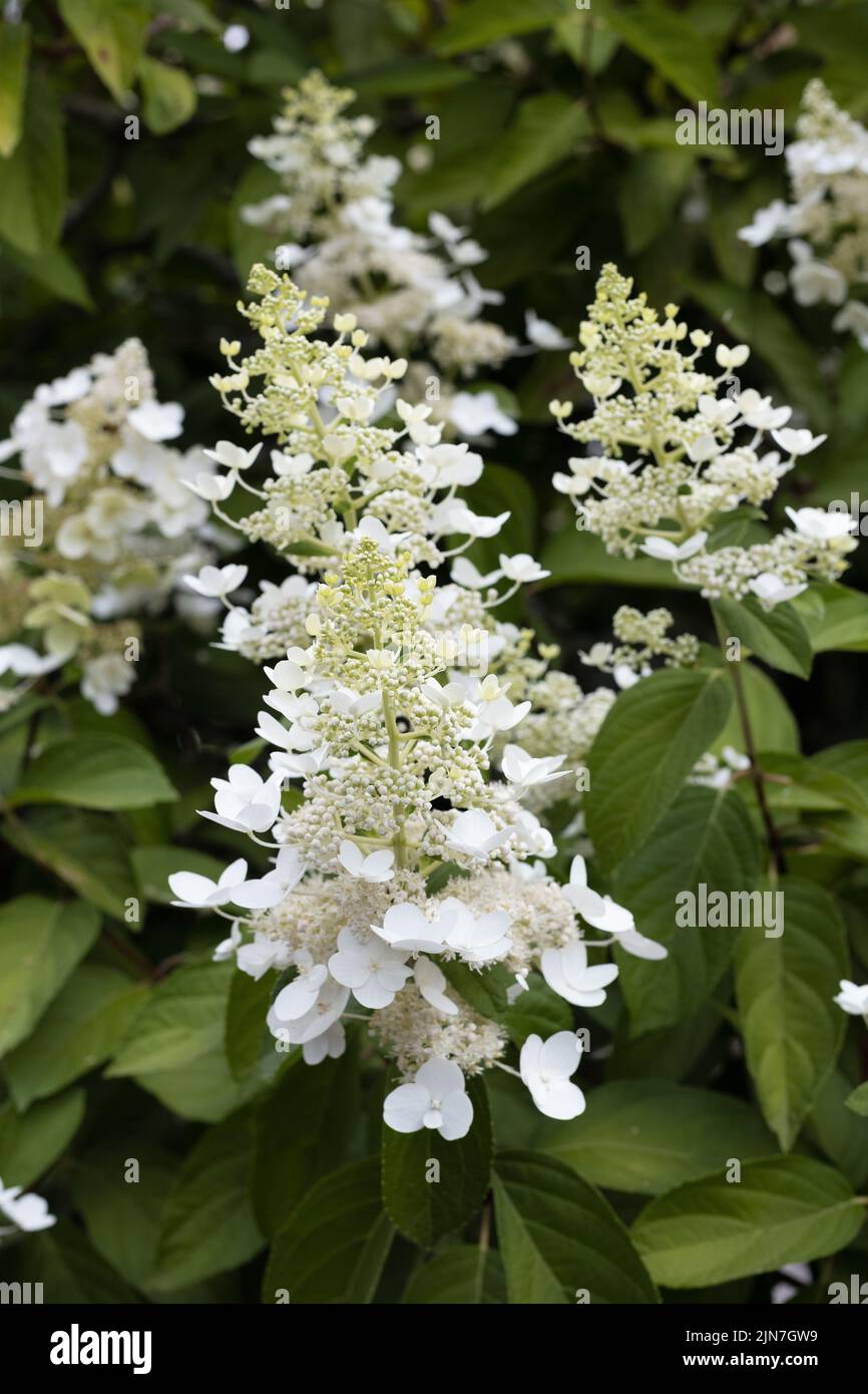 Hortensia paniculata 'Grandiflora'. Stockfoto