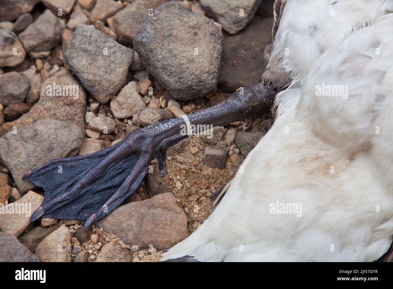 Tote Kanadische Gans im Ladybower Reservoir Stockfoto