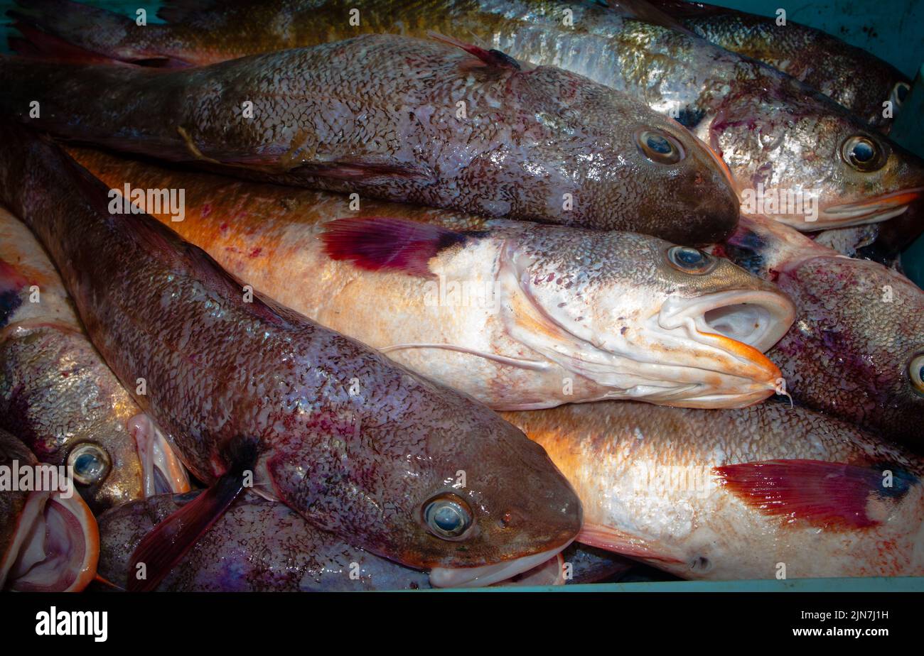 Ein Blick auf das Leben in Neuseeland: Frisch gelandeter Fang, von einem Fischtrawler: Roter Kabeljau (Pseudophycis bachus). Stockfoto