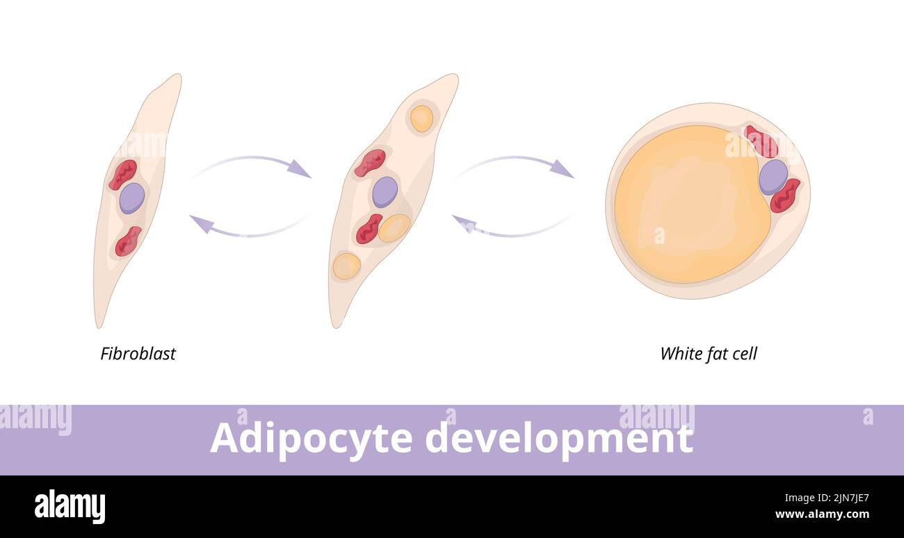 Entwicklung von Adipozyten. Visualisierung der Entwicklung von Adipozyten (Fettzellen) aus Fibroblasten. Fibroblast als Vorläufer der Adipozyten. Stock Vektor