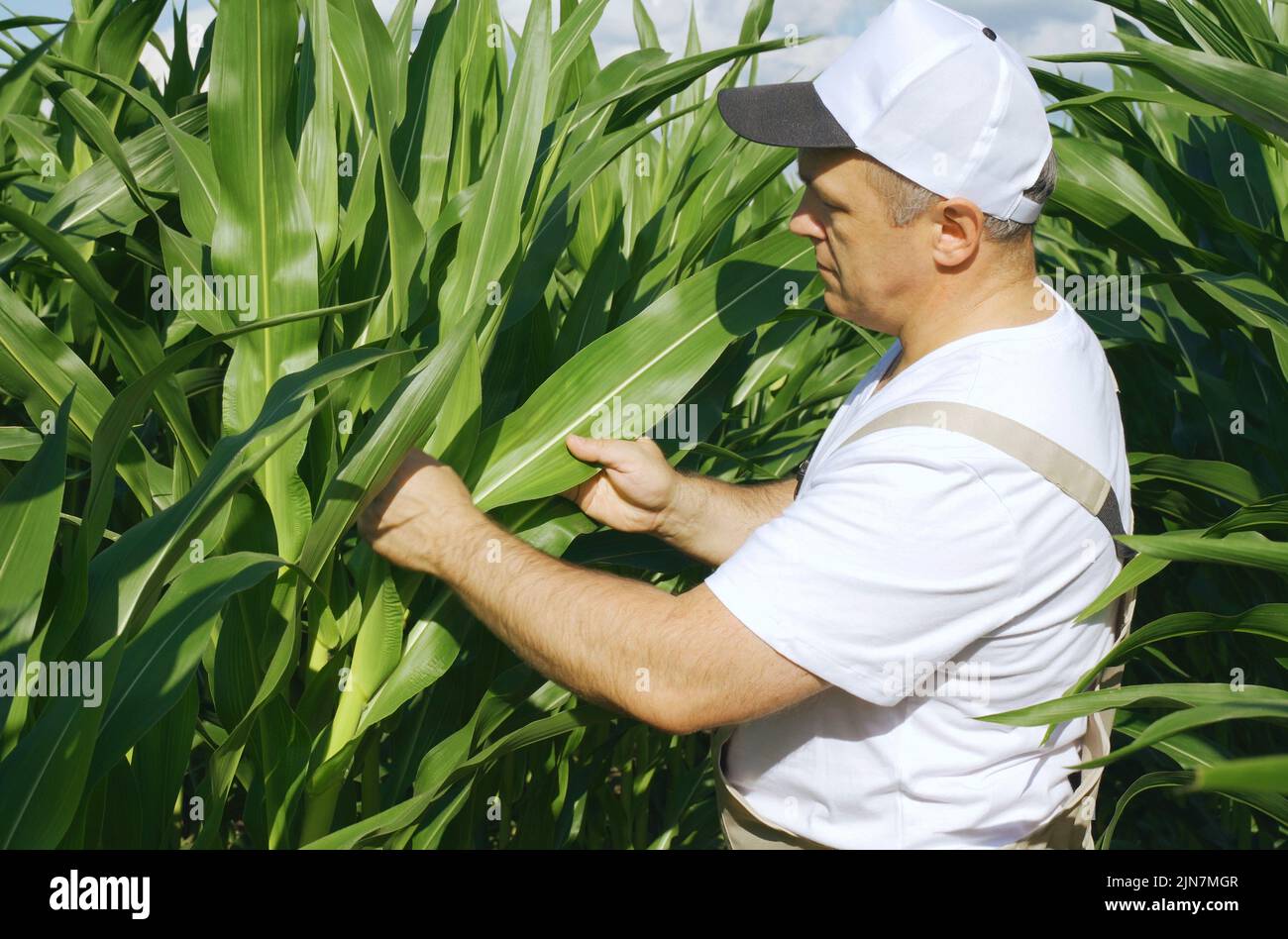Ein Landwirt inspiziert ein Feld mit wachsendem Mais, schaut auf die Blätter. Agro-industrielles Konzept. Stockfoto