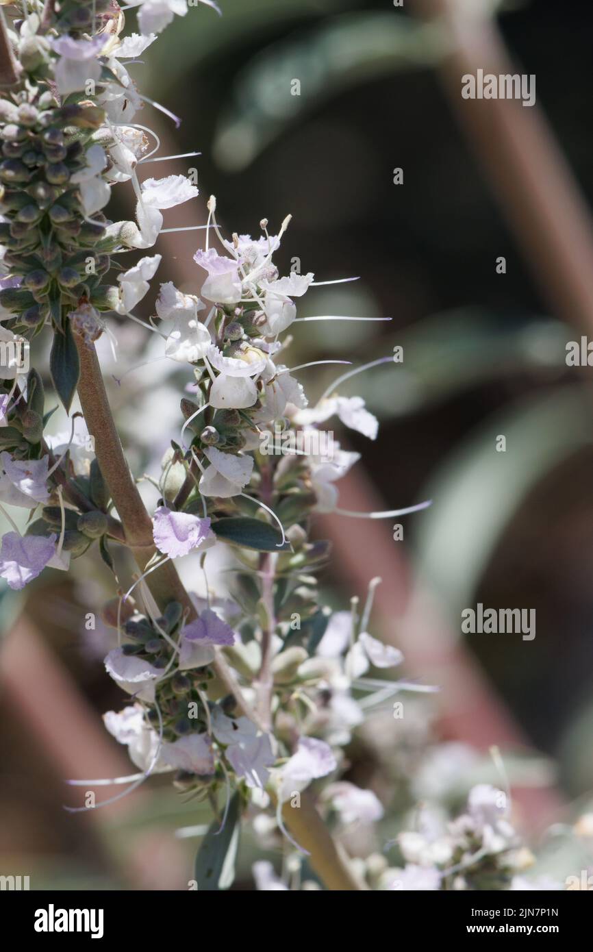 Weiß blühende Cymosekopfblüten von Salvia apiana, Lamiaceae, einheimischer Strauch in den San Gabriel Mountains, Transverse Ranges, Frühling. Stockfoto