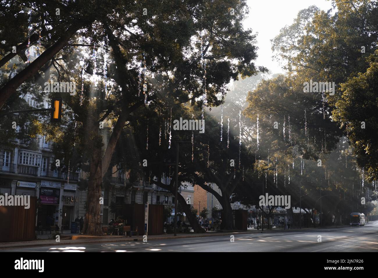 Die Alameda-Straße von Málaga, mit Sonnenlicht durch die Bäume Stockfoto