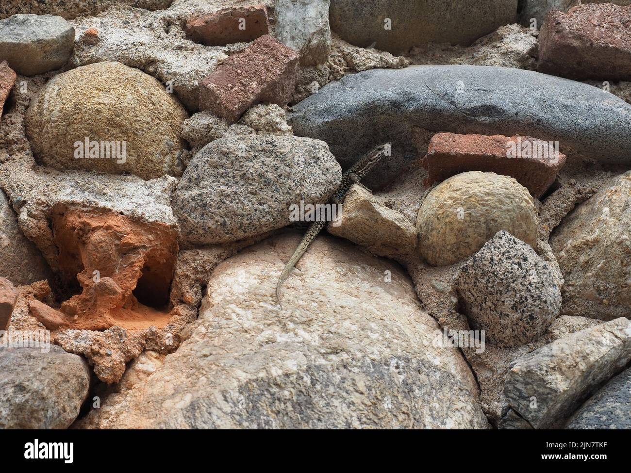 Echsenname Lacertilia von Reptilien der Tierklasse an einer Steinmauer Stockfoto