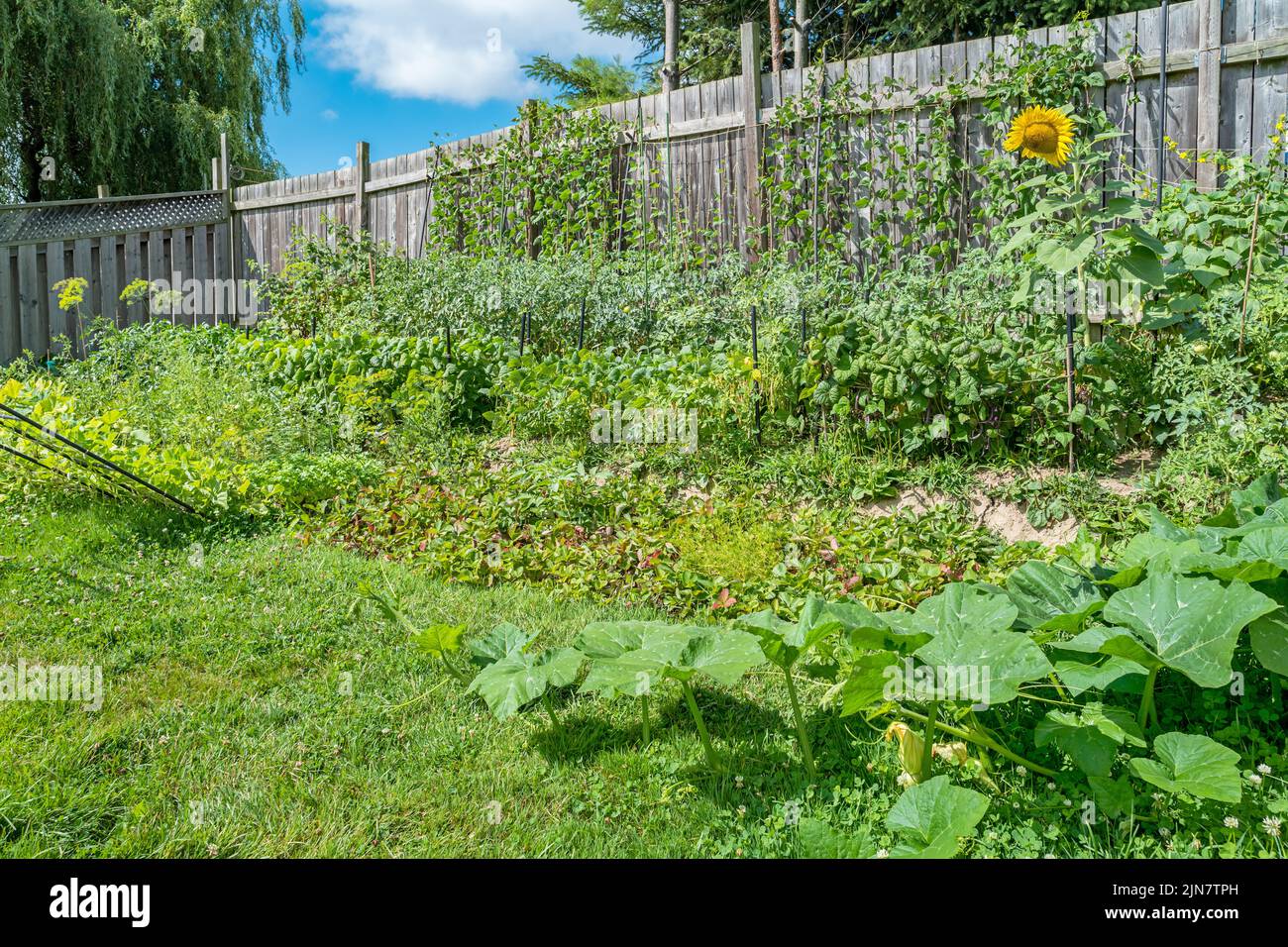 Startseite Gemüseaufnäher Kleiner Garten Stockfoto