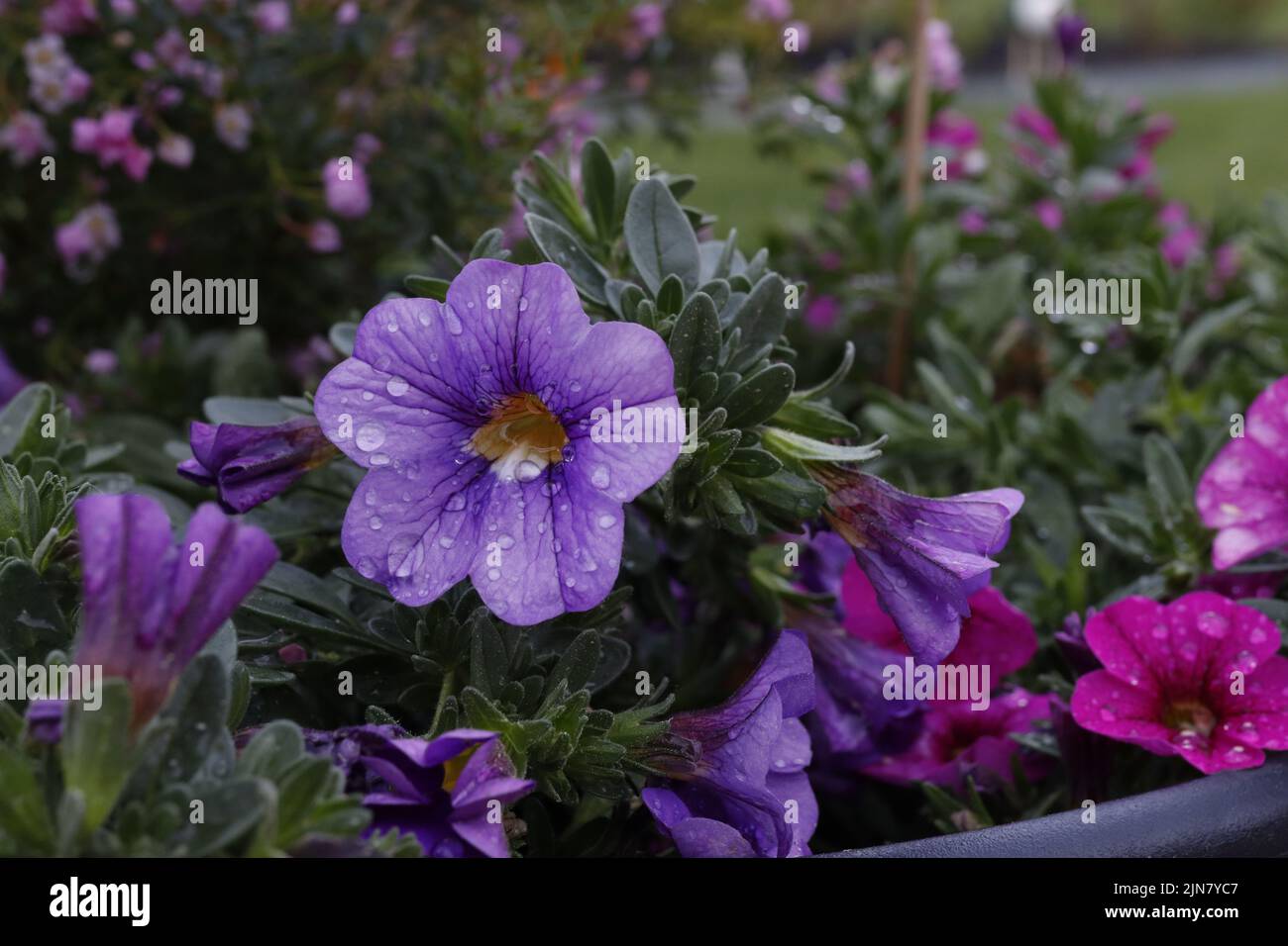 Ein Garten voller schöner rosa und violetter Calibrachoa-Blüten nach dem Regen Stockfoto