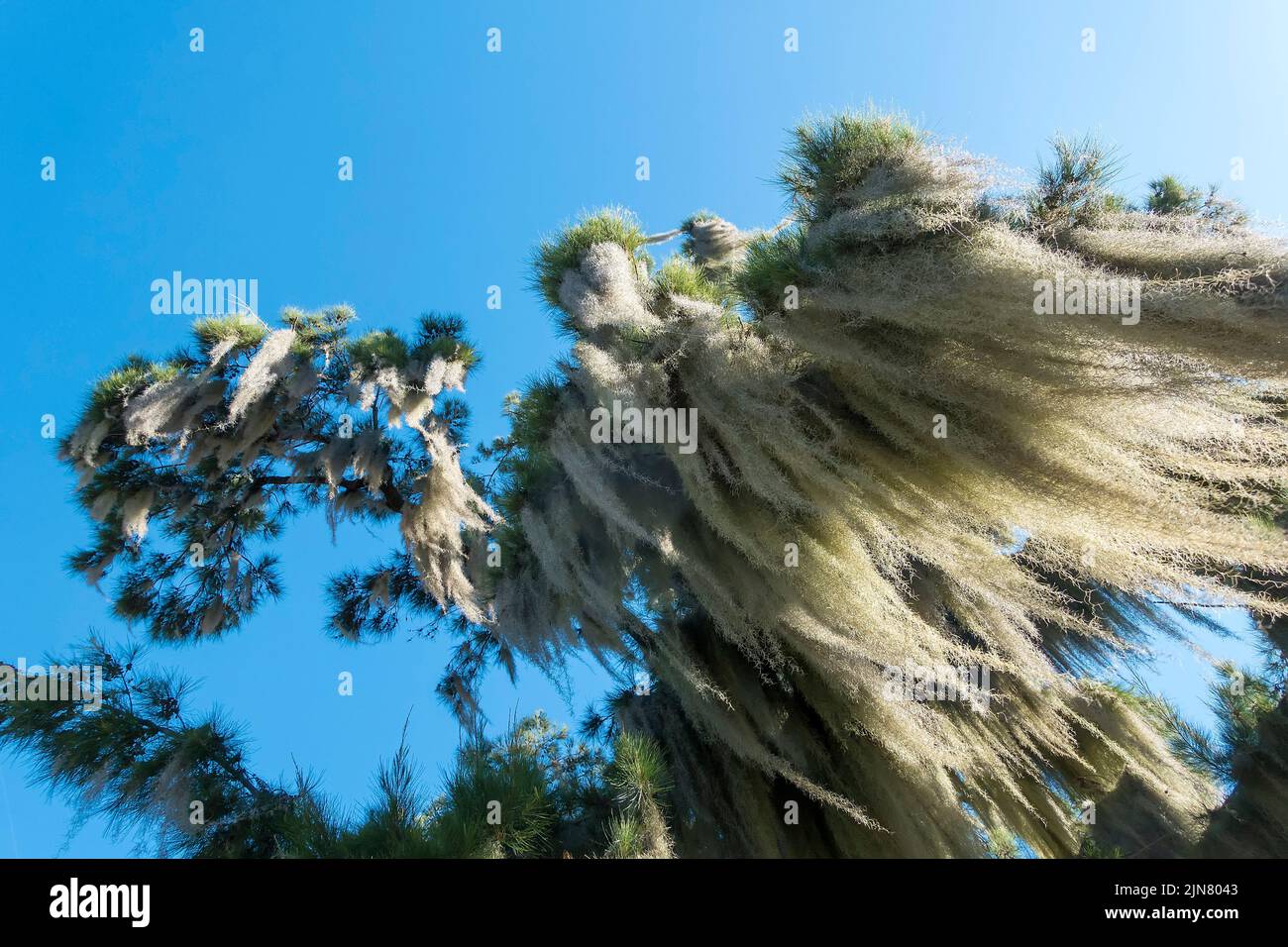 Old man's Beard oder Spanisches Moos (Tillandsia usneoides) eine Bromeliade Stockfoto