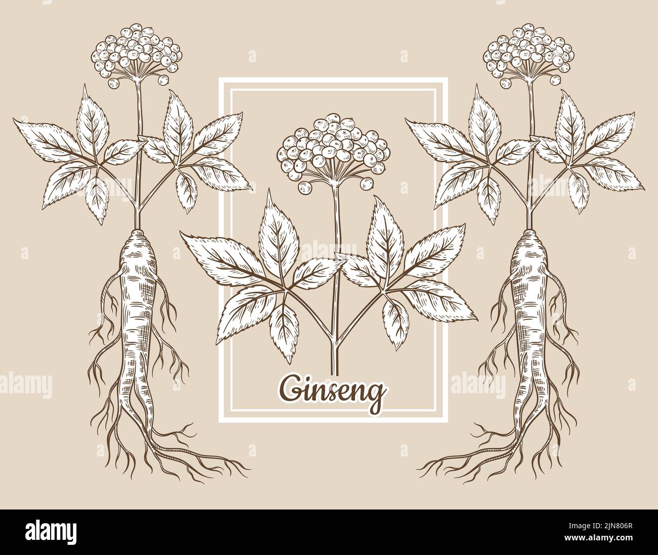 Wilder roter Panax-Ginseng-Wurzelstamm mit Blütenbeeren, Blättern. Chinesische medizinische Pflanze botanische Skizze. Vintage-Gravur. Chinesische Kräutermedizin. Vektor Stock Vektor