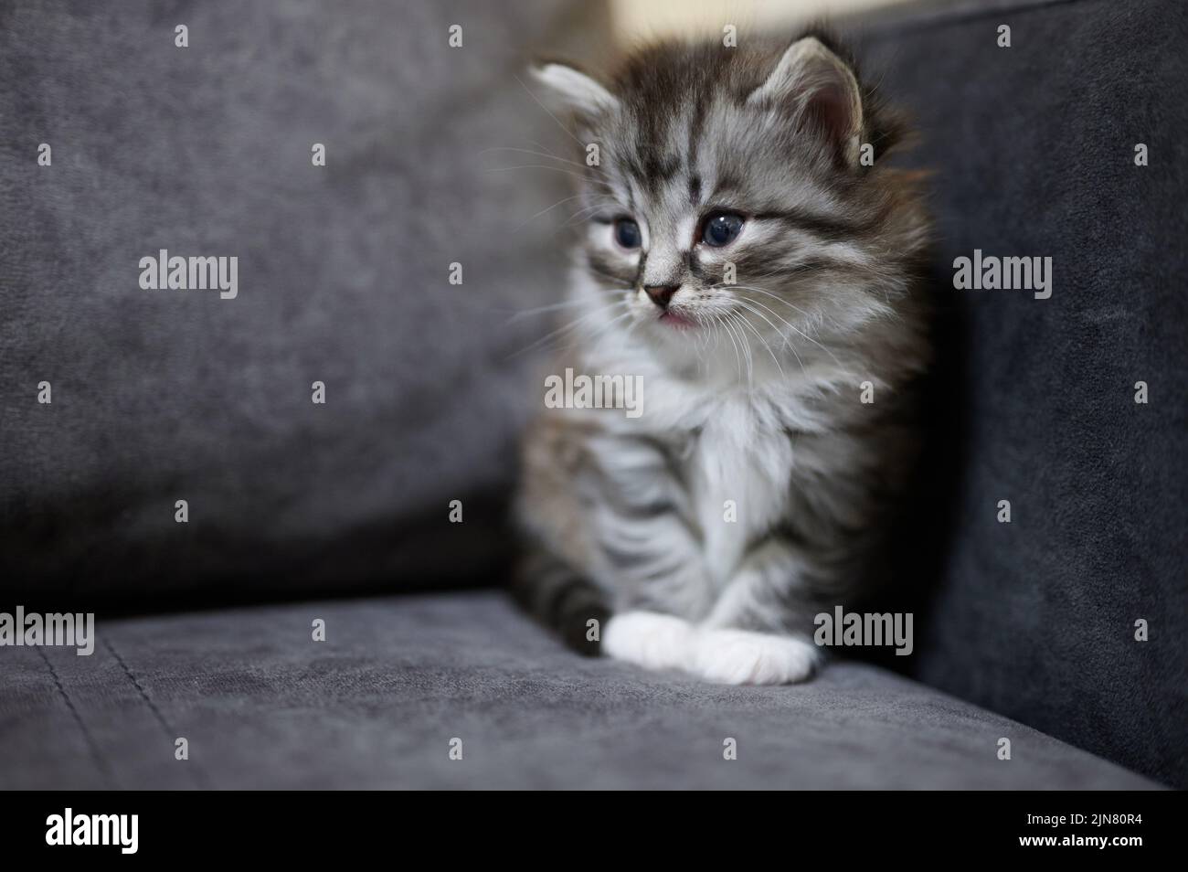 Seitenportrait mit grauem Kitty, der auf dem Sofa sitzt, Nahaufnahme Stockfoto