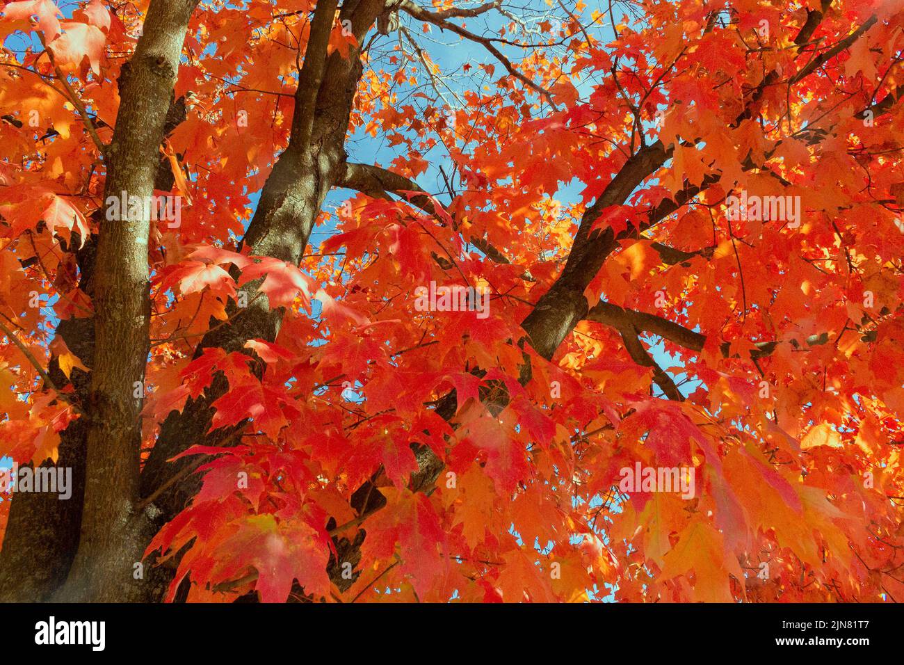 Blick auf einen roten und orangen Baum Stockfoto