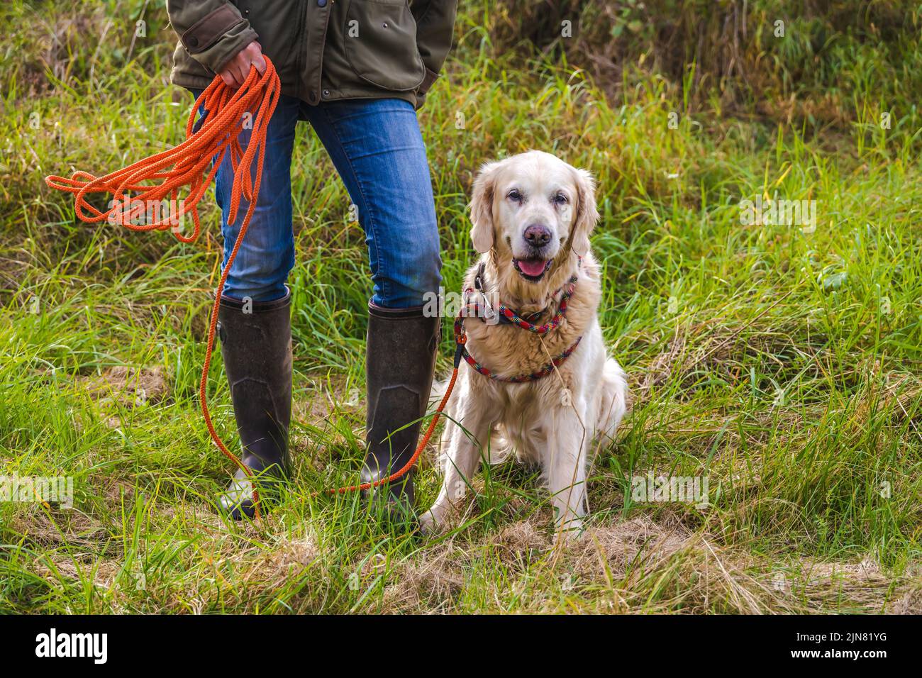 Hundebesitzer trainiert mit einem Golden Retriever mit der Schlepplinie. Stockfoto