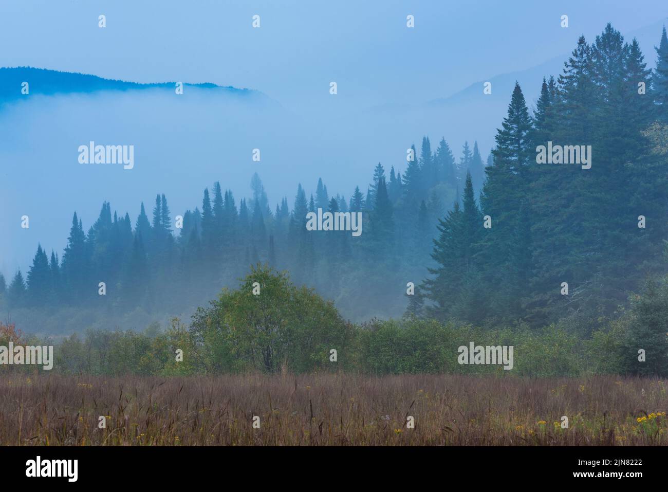 Nebliger Morgen in der Wildnis, Adirondack Mountains, High Peaks Region, New York Stockfoto