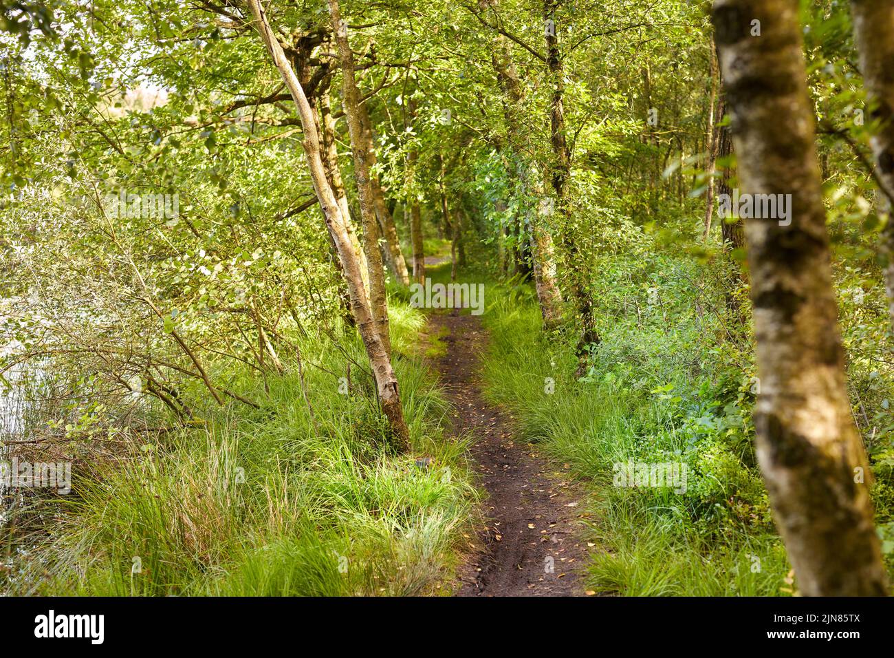 Dänischer Wald im Frühling. Laubwald unbebaut - DänemarkEin Foto von grünem und üppigem Wald im Frühling. Stockfoto
