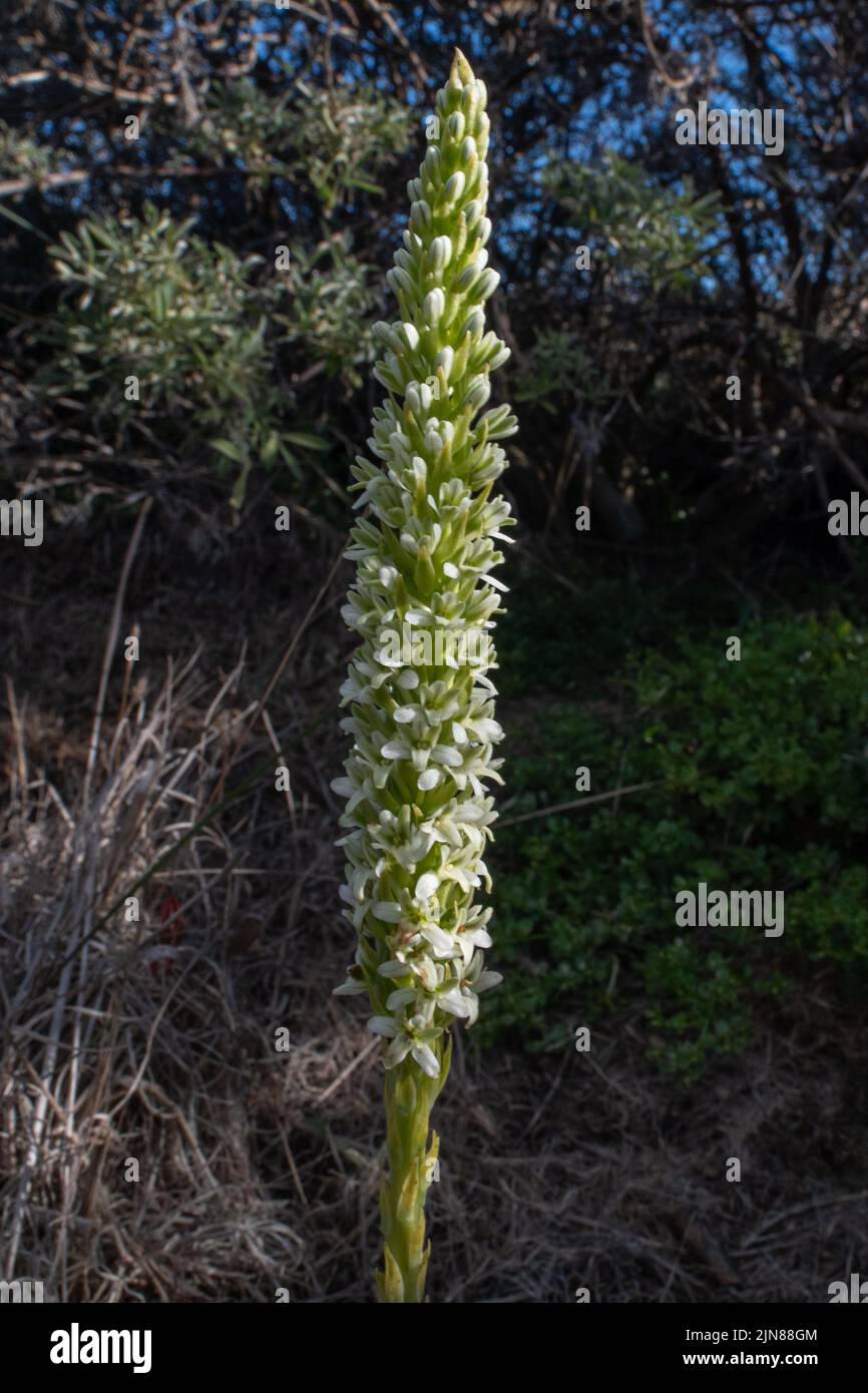 Platanthera elegans oder elegante Züchterorchidee oder piperia. Eine Orchidee mit weißen Blüten, die in Point Reyes National Seashore, Kalifornien, wächst. Stockfoto