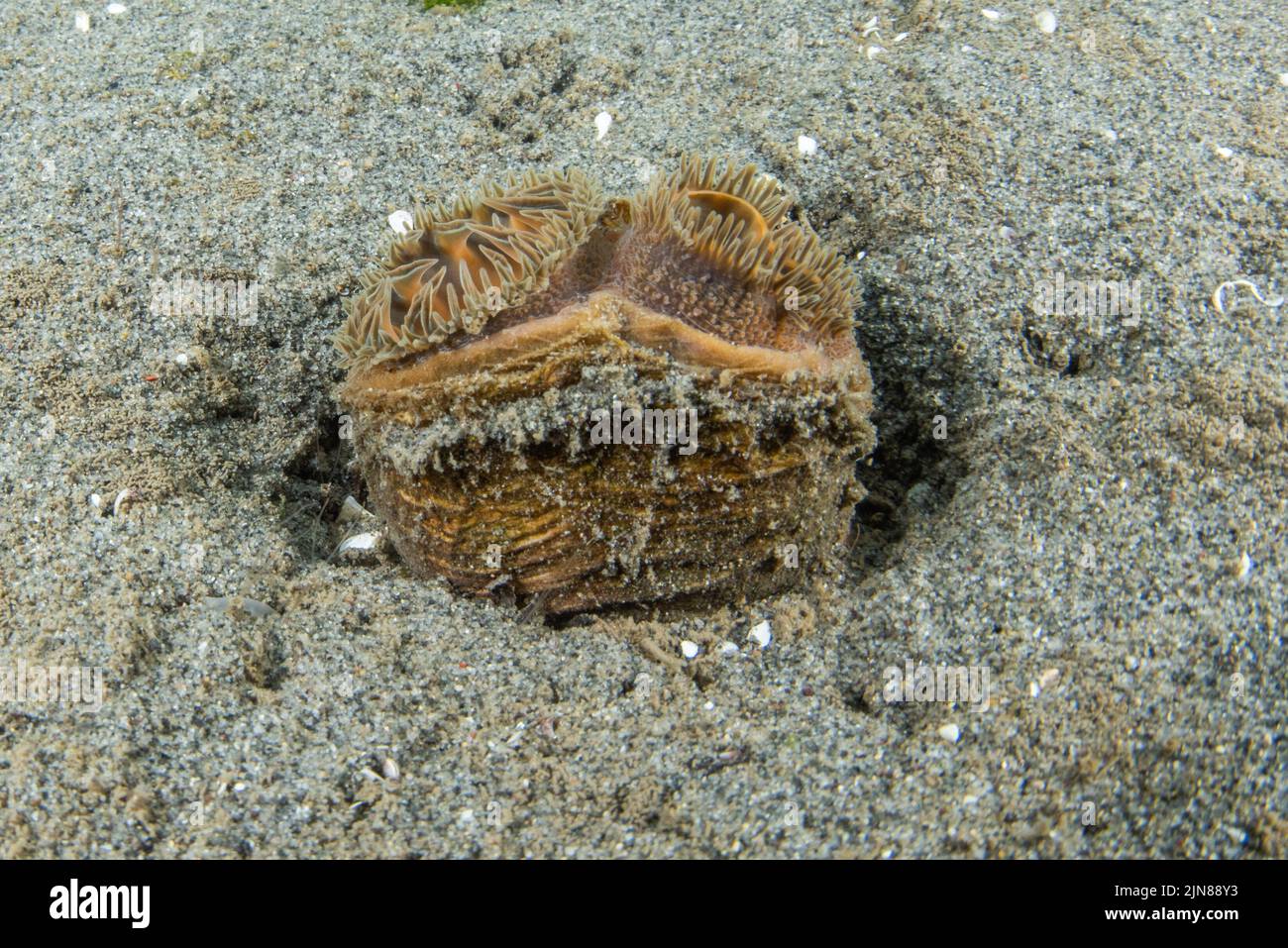 Der paarweise Siphon einer Muschel ragt über den sandigen Grund im pazifischen Ozean vor der Küste Kaliforniens. Stockfoto