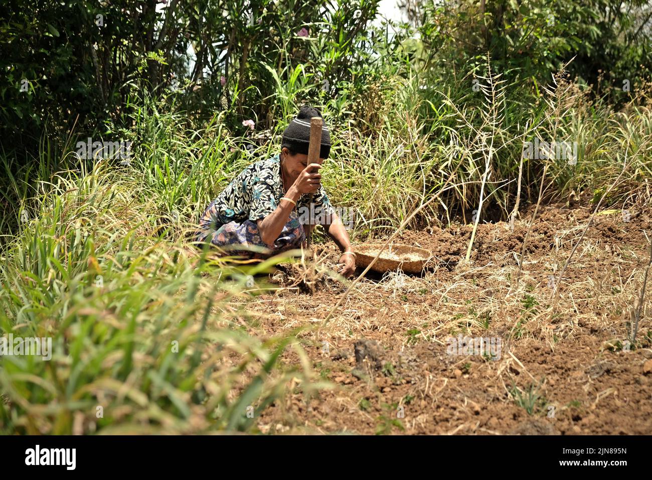 Yuliana Fuka, eine Dorfbewohnerin, arbeitet auf ihrem landwirtschaftlichen Feld im Dorf Fatumnasi, Süd-Zentral-Timor, Ost-Nusa Tenggara, Indonesien. Stockfoto