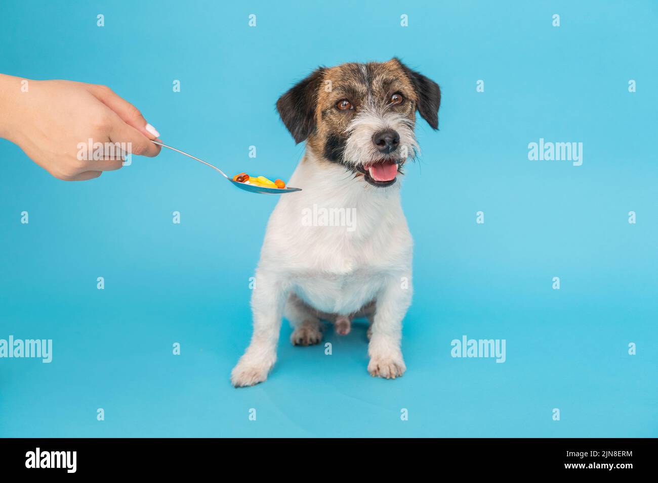 Sick Jack russell Terrier Hund und Pillen in Löffel auf blauem Hintergrund isoliert. Die Hand des Besitzers reicht einen Löffel Medizin aus. Stockfoto