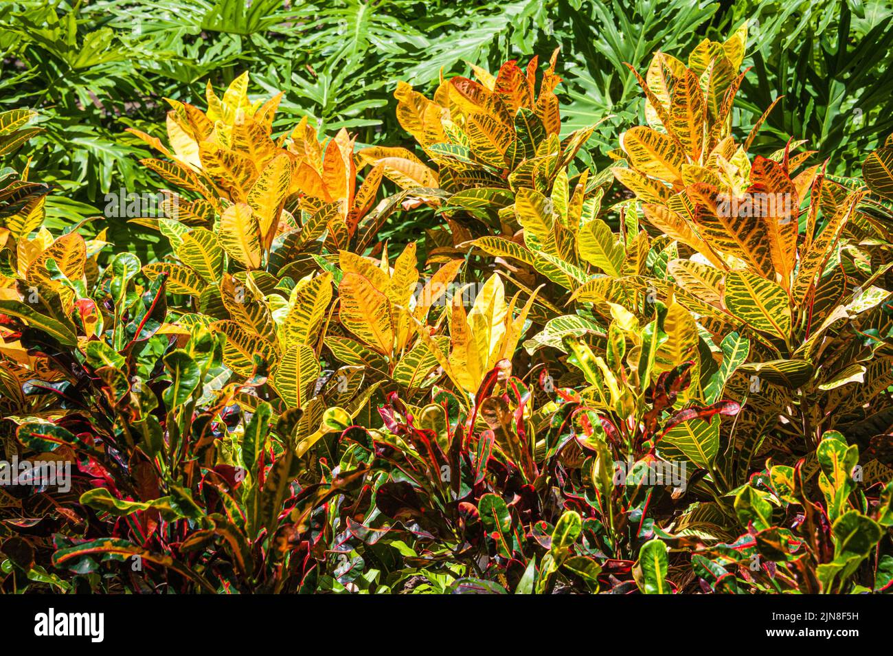Farbenfrohe bunte Crotons (Codiaeum variegatum) in Palm Beach, Florida. (USA) Stockfoto