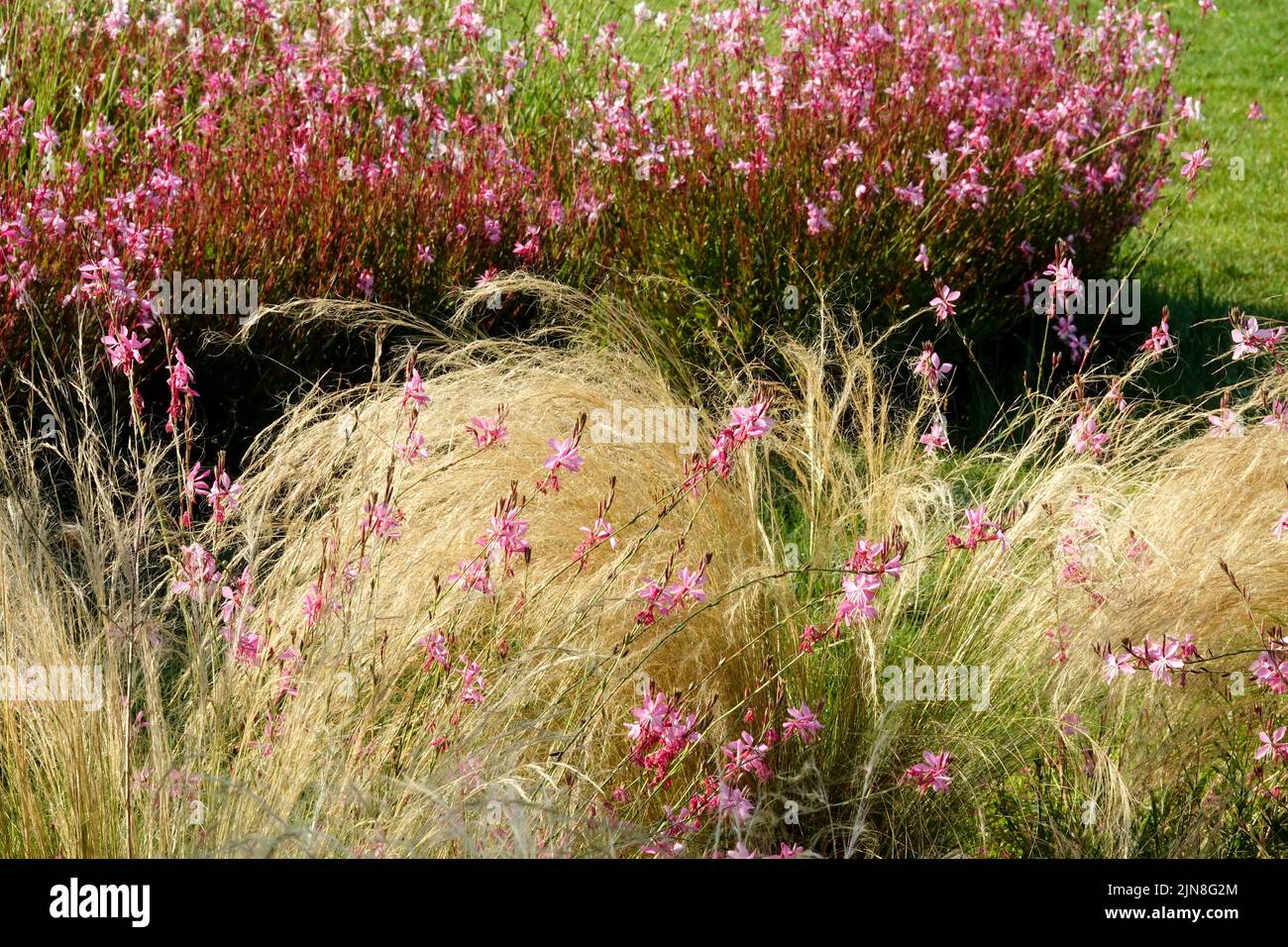 Apfelblütengras, Rosa, Oenothera lindheimeri, Rand, Blumenbeet, Sommer, Rand, Blumen Pferdeschwänze Stockfoto