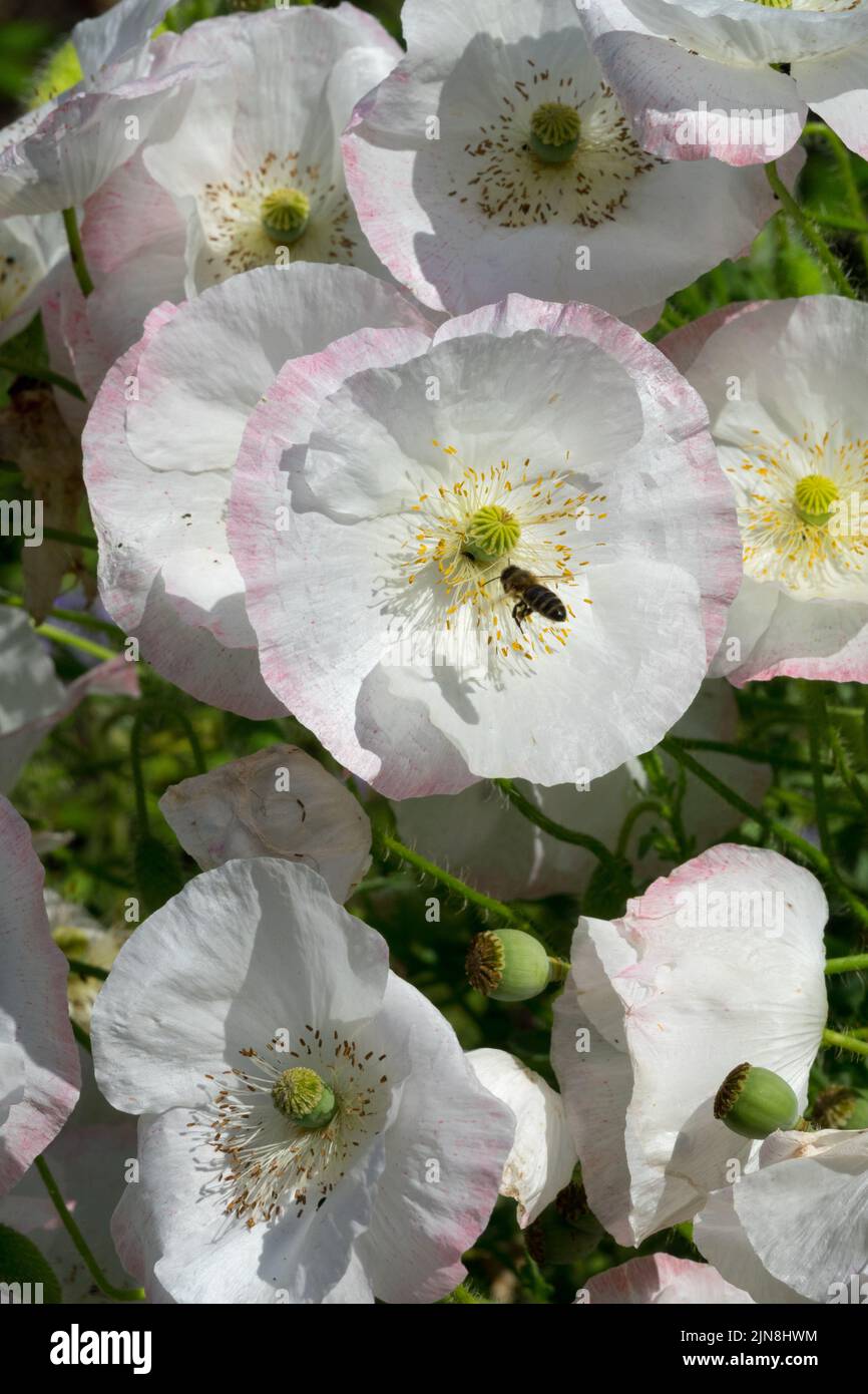 Weiße zarte Blüten umrandet mit einem rosa Ton Papaver rhoeas 'Bridal Silk' alias 'Bridal White' Mohnblumen Annuals schöne Pflanze Stockfoto