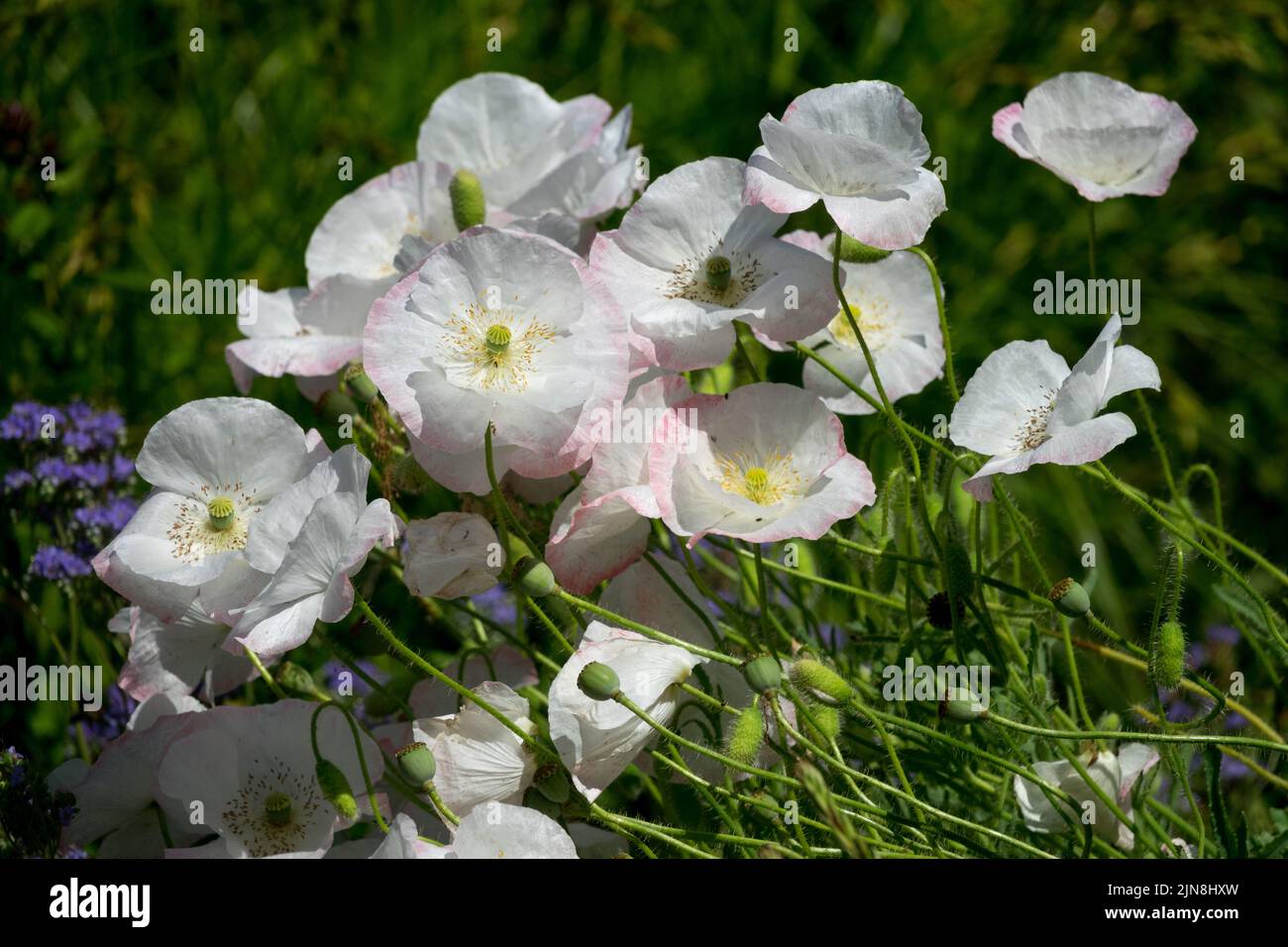 Weiße Papaver-Rhoeas „Bridal White“, weiße Mohnblumen mit blasser Rosentönung, zarte, zerbrechliche Blüten, die in einem Garten blühen Stockfoto