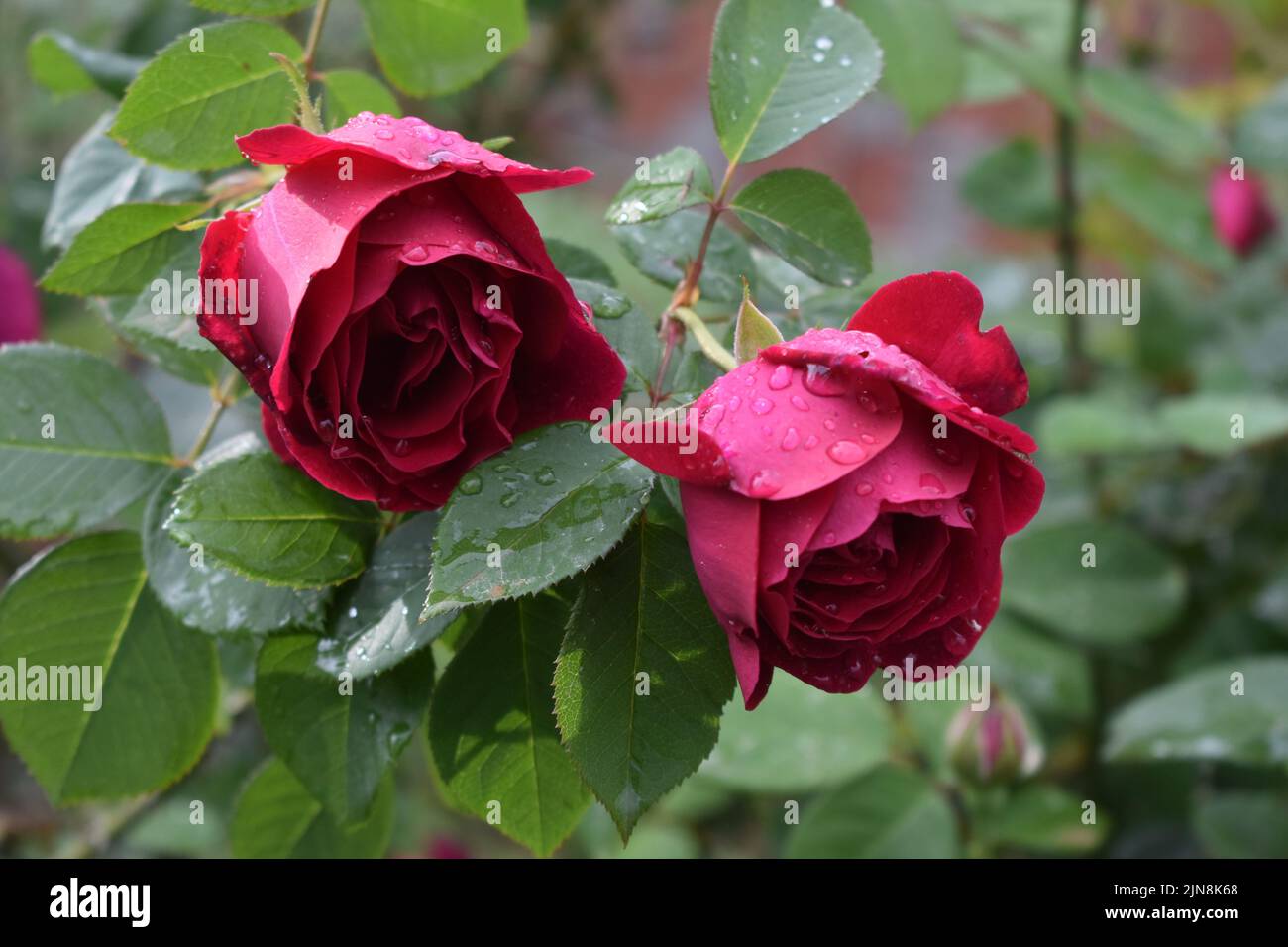Eine Nahaufnahme von Wassertropfen auf schönen roten Rosen, die in einem Garten blühen Stockfoto