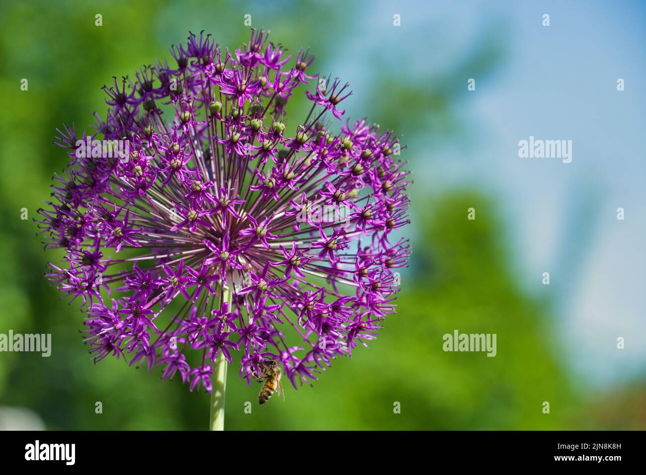 Eine Nahaufnahme einer wunderschönen, alliumvioletten Regenblume unter dem Sonnenlicht Stockfoto