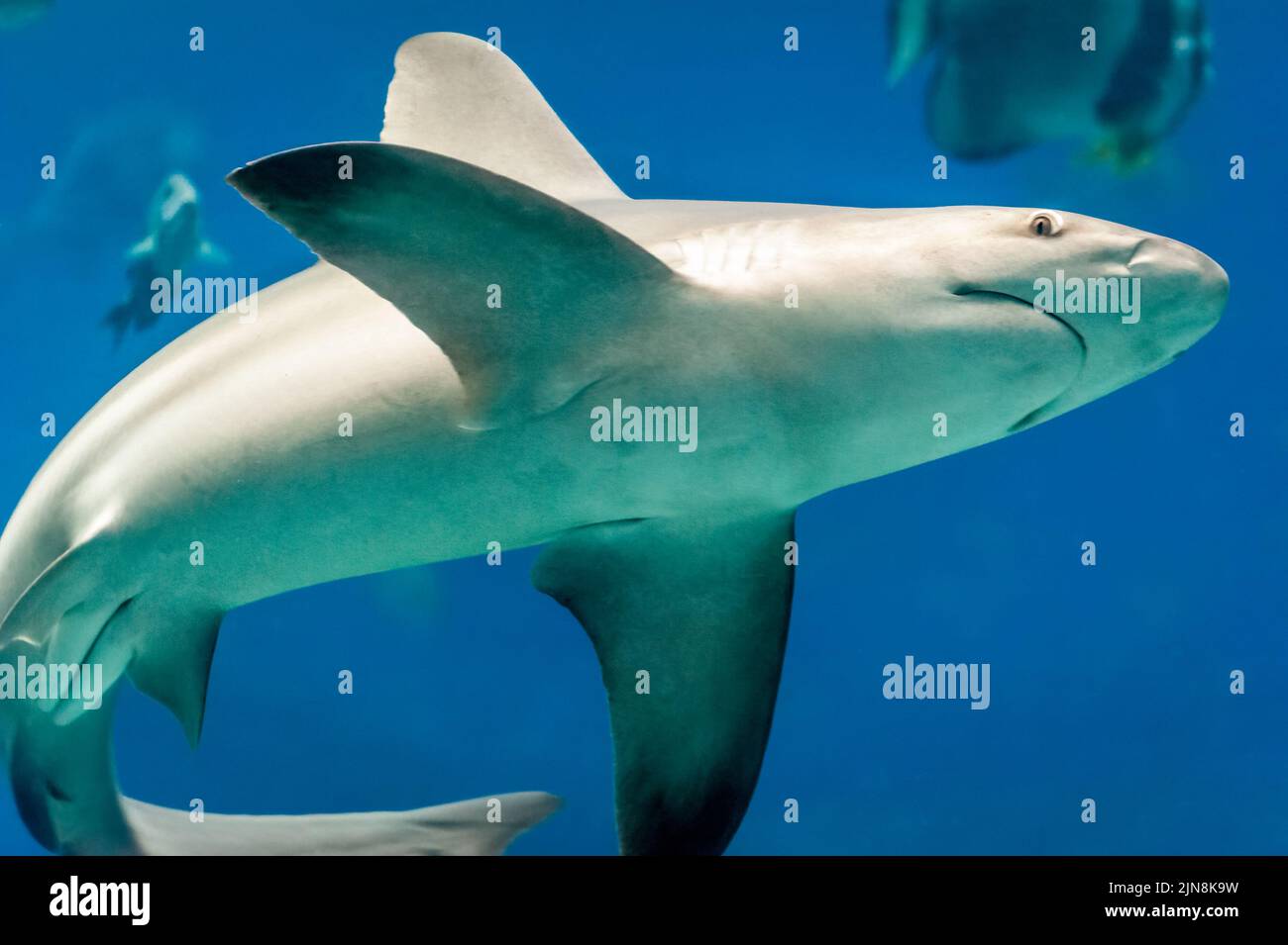 Haischwimmen in der Ausstellung Ocean Voyager im Georgia Aquarium in der Innenstadt von Atlanta, Georgia. (USA) Stockfoto