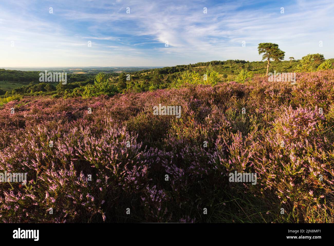 August Heather and Heath on Ashdown Forest on the High Weald in East Sussex South East England, Großbritannien Stockfoto
