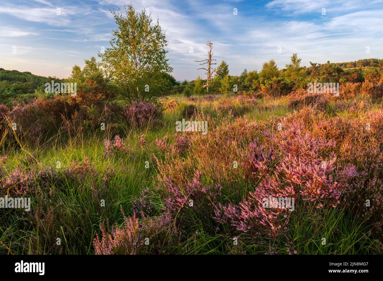 August Heather and Heath on Ashdown Forest on the High Weald in East Sussex South East England, Großbritannien Stockfoto