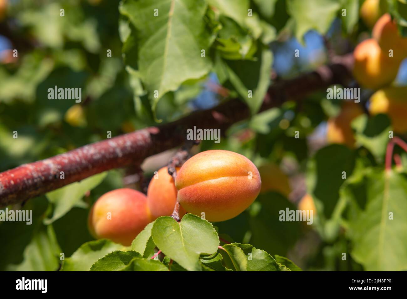 Bio-Früchte auf dem Baum. Aprikosenproduktion in Malatya Türkei. Sommerfrüchte. Stockfoto